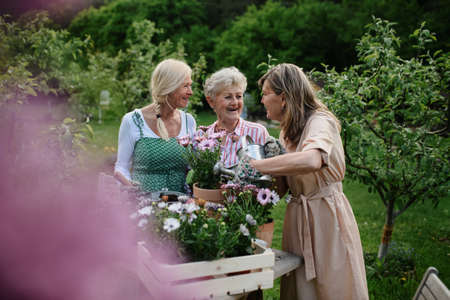 Happy senior women friends planting flowers together outdoors, laughing, community garden concept.の写真素材