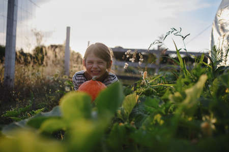 Happy little farmer girl holding organic pumpkin outdoors at community farm.の写真素材