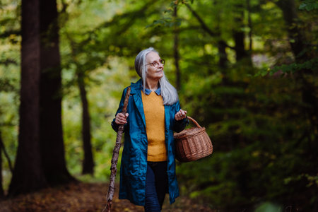 Happy senior woman with basket and stick on walk outdoors in forest in autumn.の写真素材