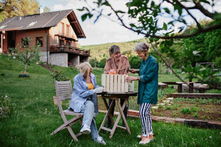 Happy senior women friends renovating wooden crate outdoors in garden.の写真素材