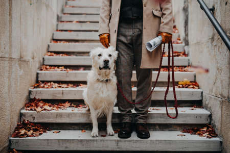 Low section of elegant senior man walking his dog outdoors in city.の写真素材