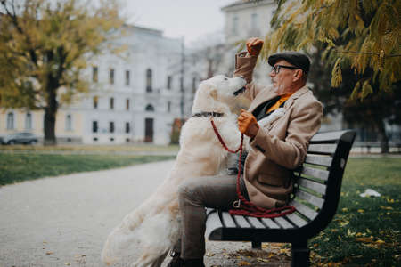 Happy senior man sitting on bench and and training his dog outdoors in city.の写真素材