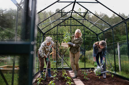 Senior woman friends planting vegetables in greenhouse at community garden.の写真素材