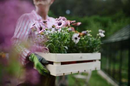 Senior woman florist carrying crate with planted flowers outdoors in garden.の写真素材