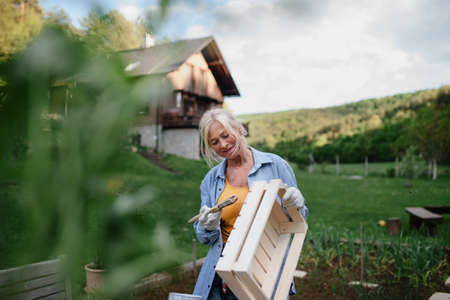 Senior woman with paintbrush impregnating wooden crate outdoors in garden.の写真素材