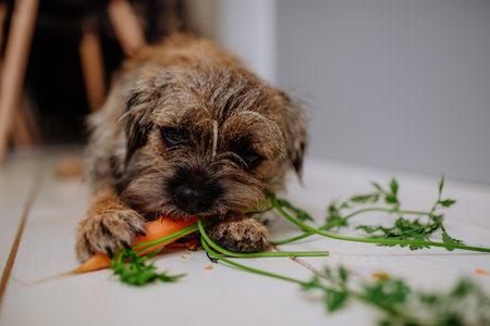 Dog eating carrot indoors on white background.の写真素材