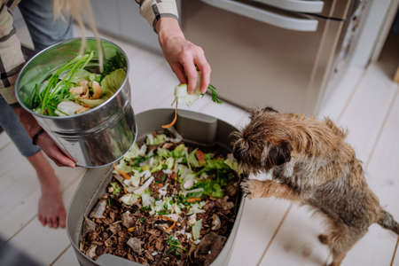 Woman throwing vegetable cuttings in a compost bucket in kitchen.の写真素材