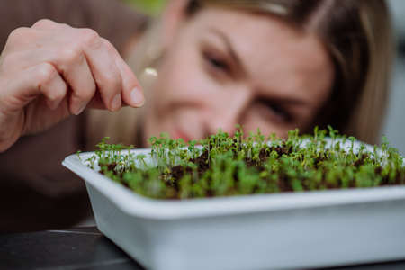 Woman looking at pot with cress growing from seed at home.の写真素材