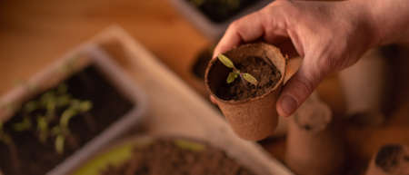 Person holding pot with plants growing from seeds at home, home gardening.の写真素材