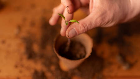 Person planting the seedlings into containers with the soil at homeの写真素材