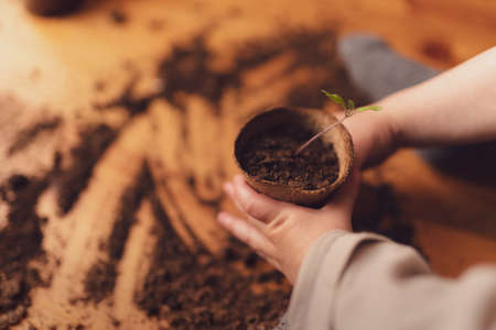 Kid holding pot with plant growing from seeds at home, home gardening.の写真素材