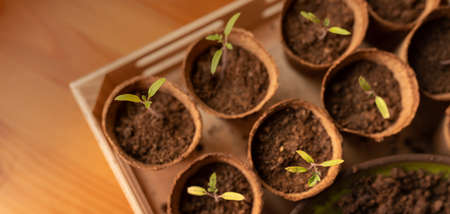 Young fresh seedlings growing in biodegradable pot, home gardening.の写真素材