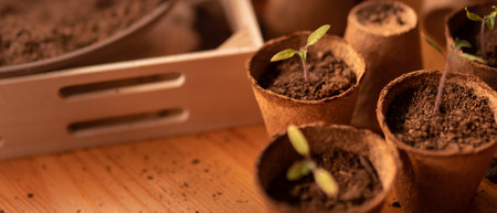 Young fresh seedlings growing in biodegradable pot, home gardening.の写真素材