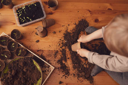 Mess and dirt on a table while little boy is playing with potted seedlings at home.の写真素材