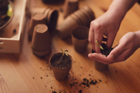 Person planting the seedlings into containers with the soil at homeの写真素材
