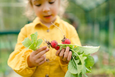 Little girl harvesting organic radish in eco greenhouse in spring, sustainable lifestyle.の写真素材