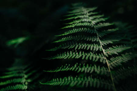 Green fern leaf macro on dark tone nature background