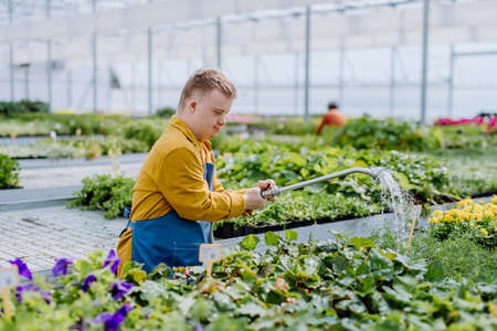 Happy young employee with Down syndrome working in garden centre, watering plants with a shower head and hose.の写真素材