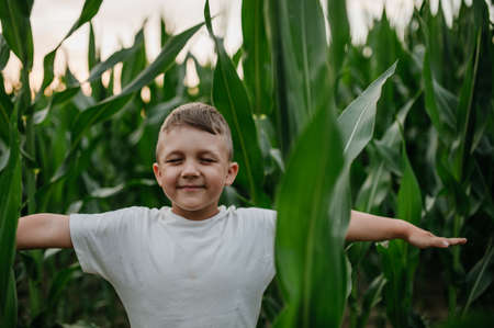 Little boy is standing in the field of corn in summerの写真素材
