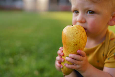 Cute little boy eating pear in garden in summer.の写真素材