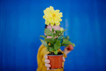 Happy young man with Down syndrome looking at camera and holding pot flowers against blue background.の写真素材