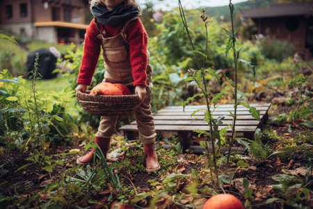 Little girl harvesting organic pumpkin in eco greenhouse in spring, sustainable lifestyle. Close-up.