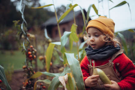Little girl harvesting bio tomatoes and corns in her basket in family greenhouse.