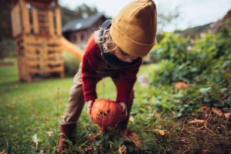 Little girl harvesting organic pumpkin in eco greenhouse in spring, sustainable lifestyle.の写真素材
