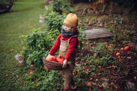 Little girl in autumn clothes harvesting organic pumpkin in her basket, sustainable lifestyle.の写真素材