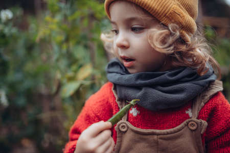 Little girl eating harvested organic peas in eco greenhouse in spring, sustainable lifestyle.の写真素材