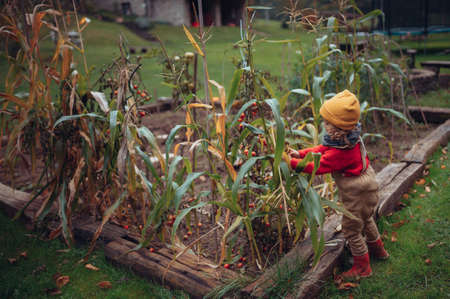 Little girl in autumn clothes harvesting bio tomatoes in family garden.の写真素材
