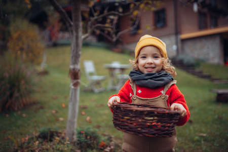 Portrait of happy little girl harvesting bio tomatoes and corns in her basket in family greenhouse, looking at camera, smiling.の写真素材