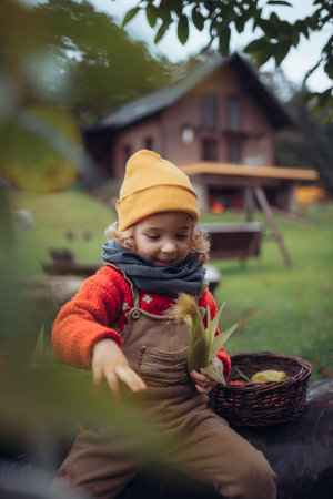 Portrait of happy little girl harvesting bio tomatoes and corns in her basket in family greenhouse, resting and smiling.の写真素材