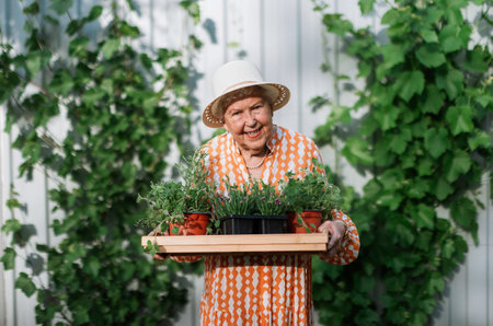 Senior woman harvesting herbs in her garden during summer evening, holding tray with herbs and smiling.の写真素材