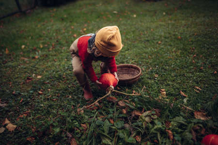 Little girl in autumn clothes harvesting organic pumpkin in her basket, sustainable lifestyle.の写真素材