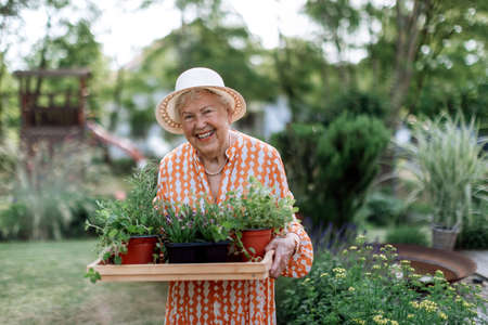 Senior woman harvesting herbs in her garden during summer evening, holding tray with herbs and...