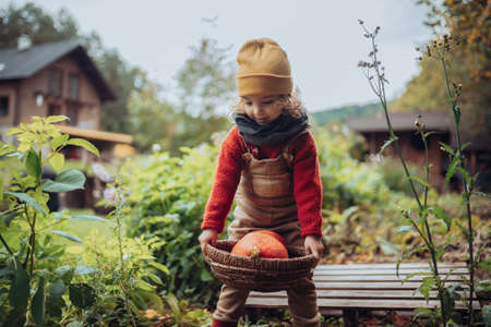 Little girl in autumn clothes harvesting organic pumpkin in her basket, sustainable lifestyle.の写真素材