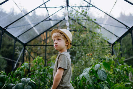 Little boy standing in eco greenhouse among riping vegetables.の写真素材