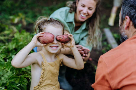 Farmer family harvesting potatoes in garden in summer.の写真素材