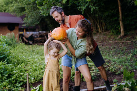 Farmer family harvesting pumpkins together in garden in summer.