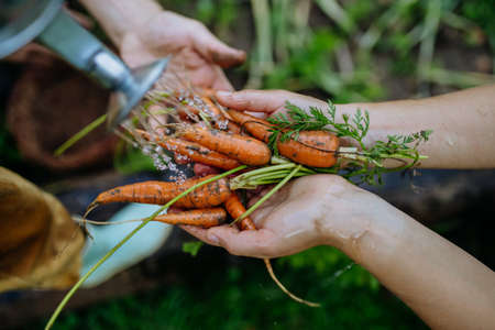 Top view of happy mother and daughter harvesting homegrown carrot, fresh vegetable. Sitting in their garden.の写真素材