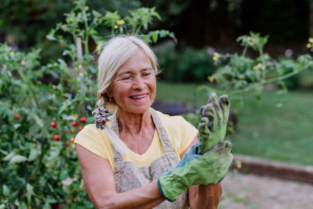 Senior woman puts protective gloves for working in the garden around vegetablesの写真素材