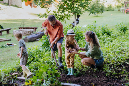 Farmer family harvesting and digging potatoes together in garden in summer.の写真素材