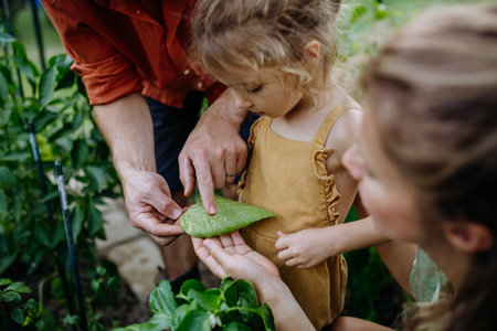 Farmer parents showing their little daughter leaf attacked by aphids,teaching her careing of the plants. Sustainable lifestyle concept.の写真素材