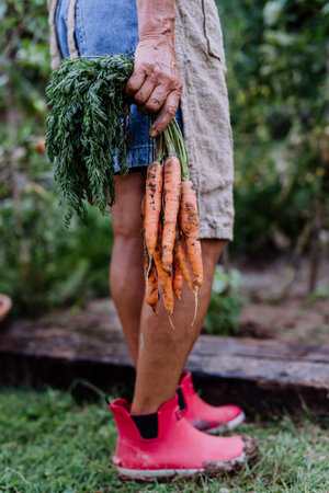Low section of farmer woman harvests carrots in the garden, close-upの写真素材