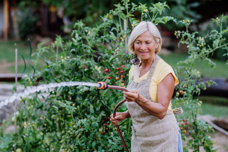 Senior woman in garden at home watering vegetables.の写真素材
