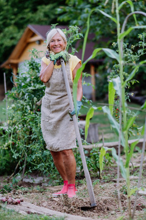 Senior woman farmer having break during digging her vegetables garden.