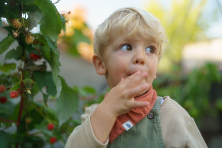 Happy little boy harvesting and eating raspberries.の写真素材