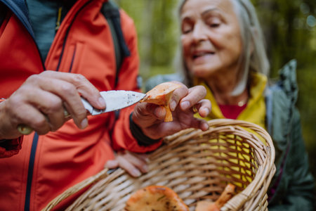 Senior couple picking and cleaning mushrooms in autumn forest.の写真素材