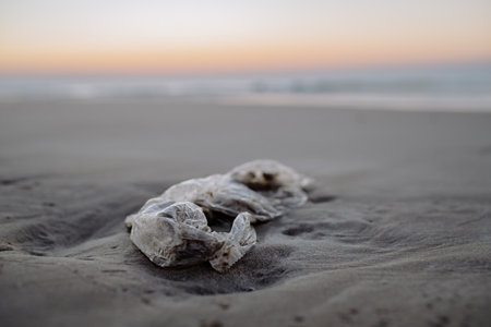Close-up of a rubish on the beach.